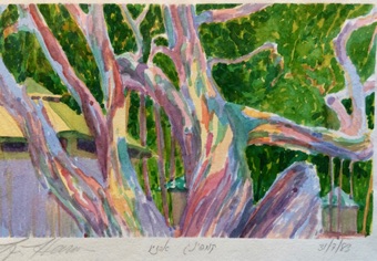 Eucalyptus branches